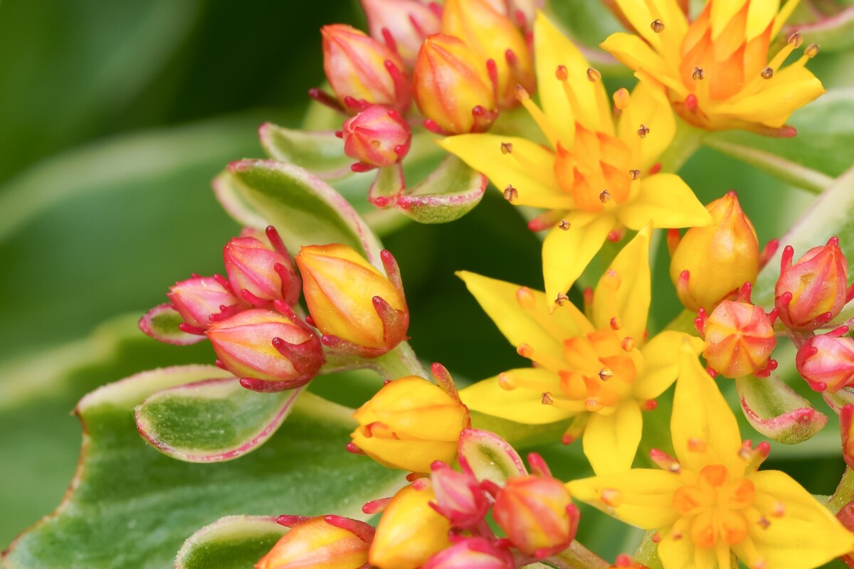 macro butterfly weed