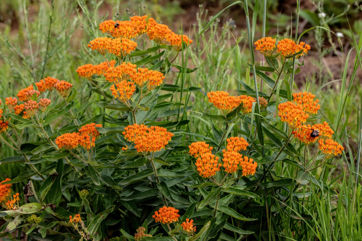 butterfly weed