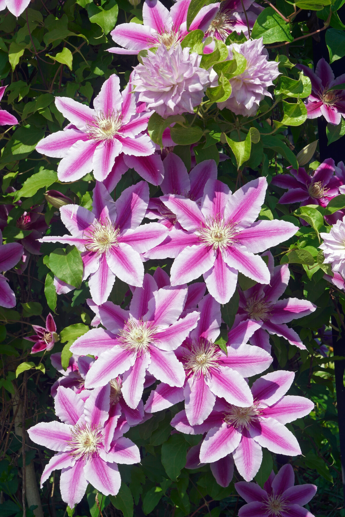 clematis