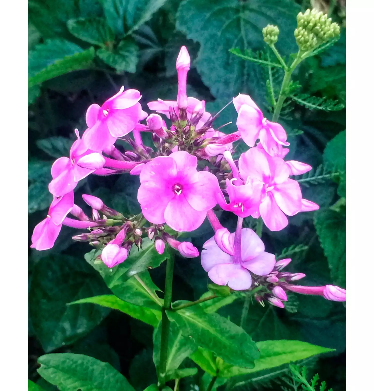 Pink Phlox Bloom